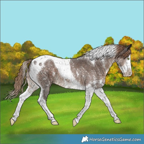 Horse Color:Liver Chestnut Sabino Splash Tobiano