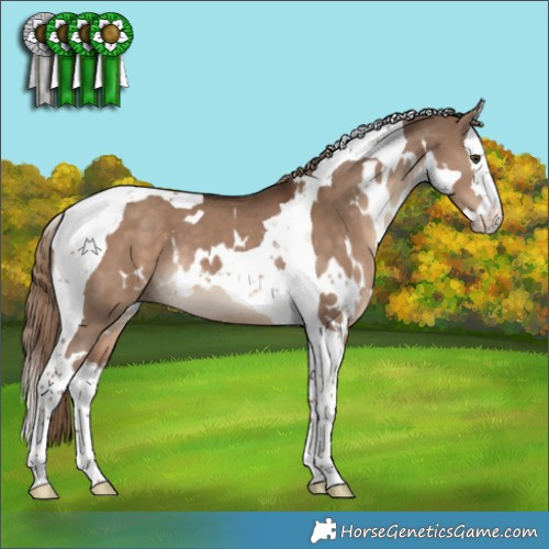 Horse Color:White Spotted Liver Red Dun Splash Tobiano
