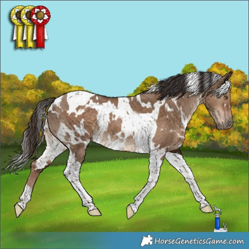 Horse Color:White Spotted Liver Red Dun Tobiano 
