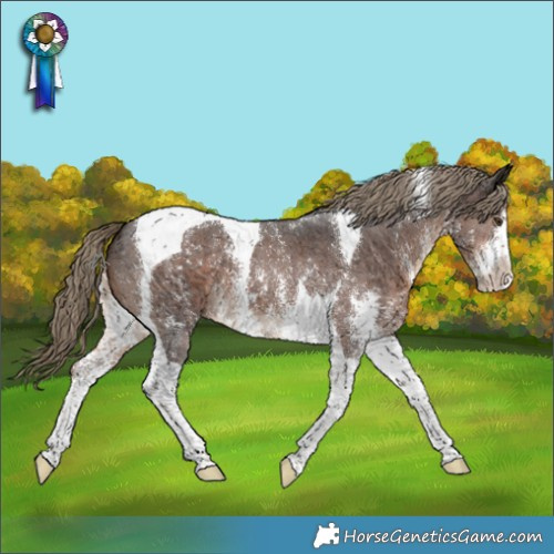 Horse Color:Liver Chestnut Sabino Tobiano 