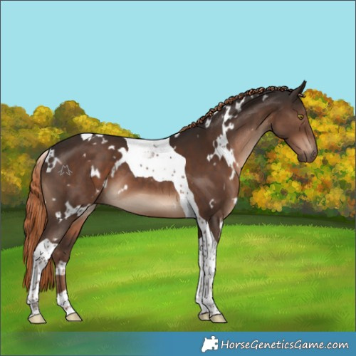 Horse Color:White Spotted Liver Chestnut Tobiano 