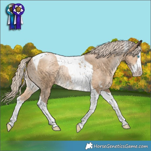 Horse Color:Chocolate Palomino Pearl Sabino Splash Tobiano