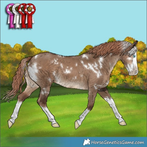 Horse Color:White Spotted Liver Red Dun Splash 