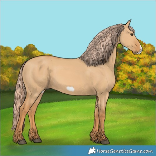 Horse Color:Red Dun Frame