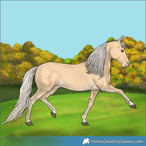 Horse Color:Palomino
