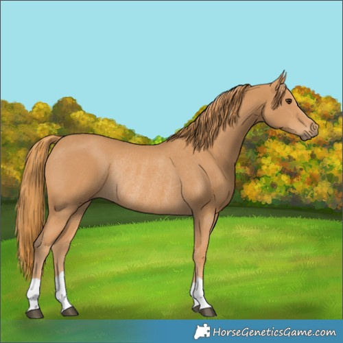Horse Color:Chestnut Rabicano 