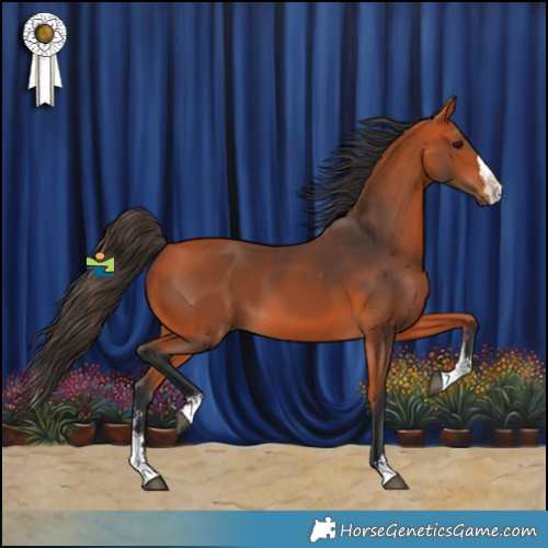 Horse Color:Bay Sabino Splash