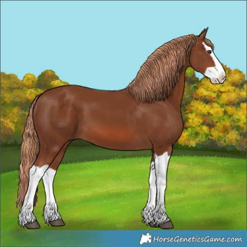 Horse Color:Chestnut Splash 