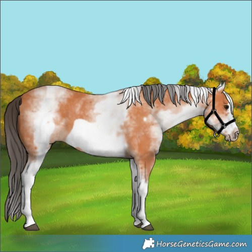 Horse Color:White Spotted Bay Frame 