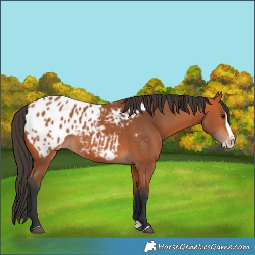 Horse Color:Bay Splash Blanket