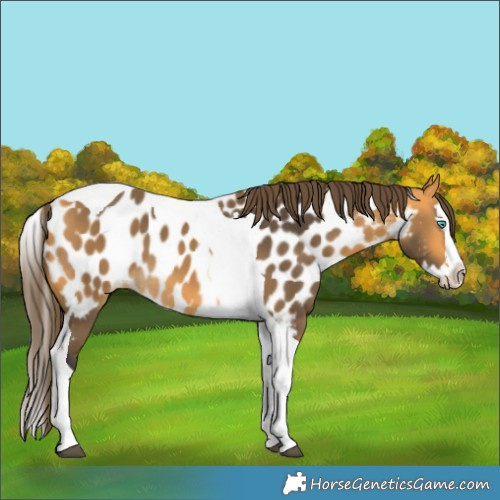 Horse Color:Buckskin Splash Tobiano Near Leopard