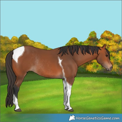 Horse Color:Bay Tobiano Rabicano 