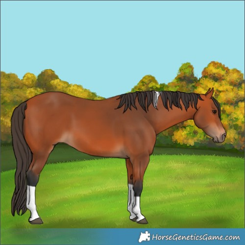 Horse Color:Bay Tobiano Rabicano 
