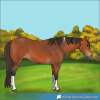 Horse Color:Bay Tobiano Rabicano