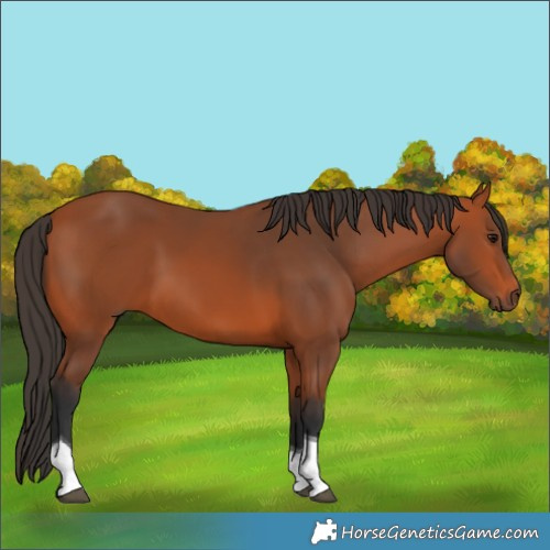 Horse Color:Bay Tobiano Rabicano