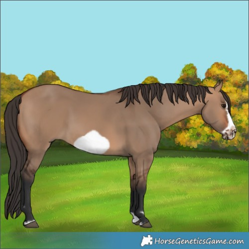 Horse Color:Bay Dun Splash Frame