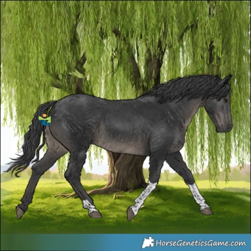 Horse Color:Black Tobiano