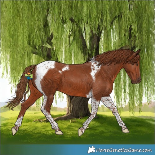 Horse Color:Chestnut Tobiano 