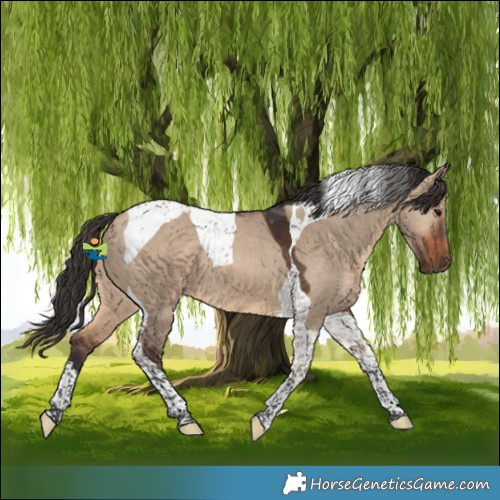 Horse Color:Brown Dun Tobiano 