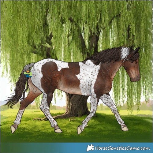 Horse Color:Liver Chestnut Tobiano 