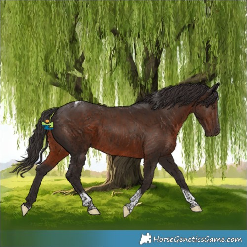 Horse Color:Liver Chestnut Tobiano