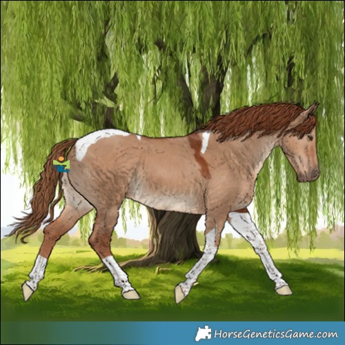 Horse Color:Red Dun Tobiano