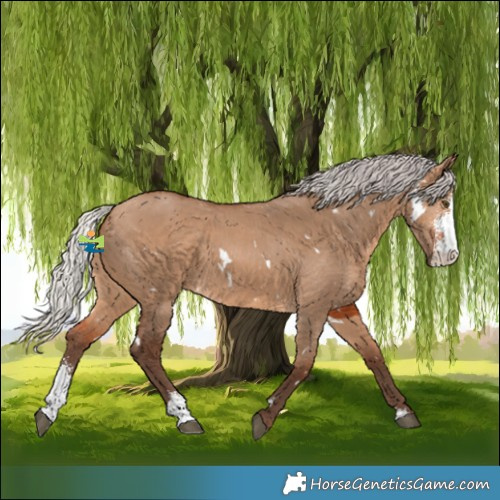 Horse Color:White Spotted Silver Bay Dun Sabino 