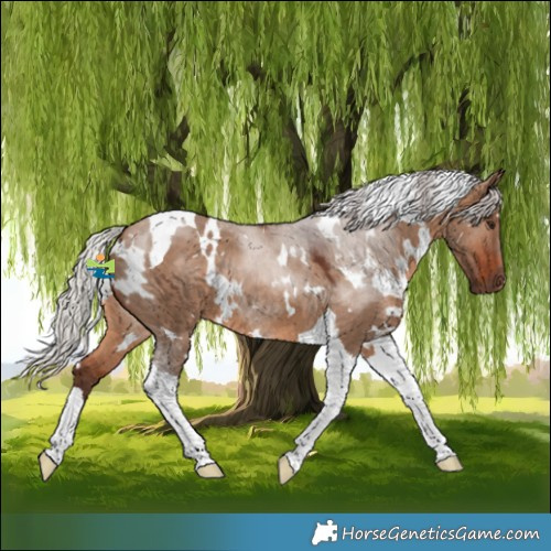 Horse Color:White Spotted Silver Brown Dun Tobiano