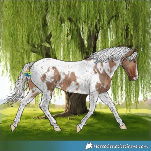 Horse Color:White Spotted Silver Brown Dun Tobiano