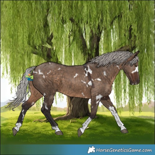 Horse Color:White Spotted Silver Brown Dun Tobiano