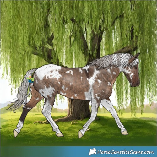 Horse Color:White Spotted Silver Brown Dun Tobiano