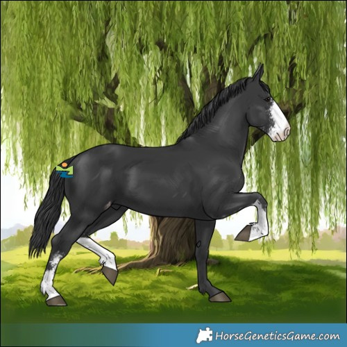Horse Color:Black Sabino Appaloosa 