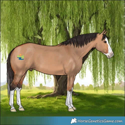 Horse Color:Bay Dun Splash
