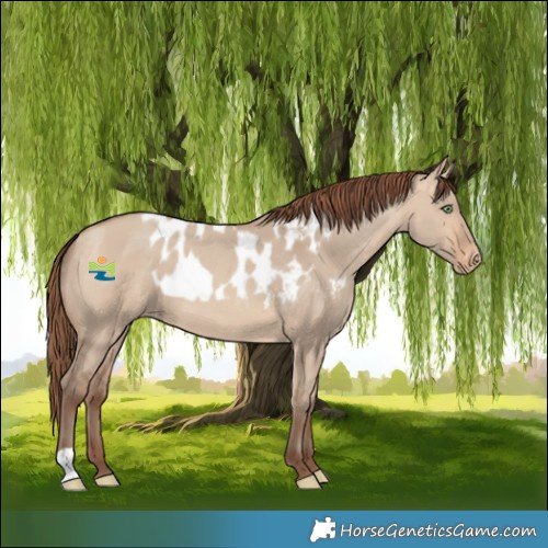 Horse Color:Amber Champagne Dun Skewed LP Spotted 