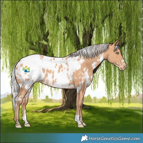 Horse Color:White Spotted Silver Amber Champagne Near Leopard