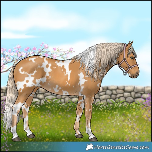 Horse Color:White Spotted Palomino 