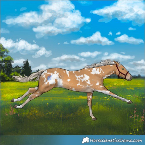 Horse Color:White Spotted Palomino 