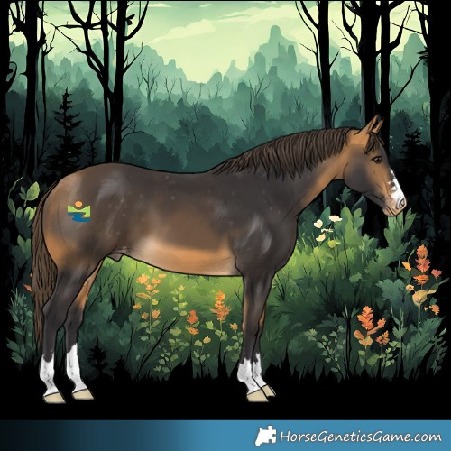 Horse Color:Buckskin Appaloosa 