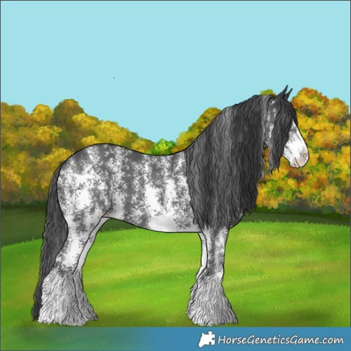 Horse Color:Black Sabino 