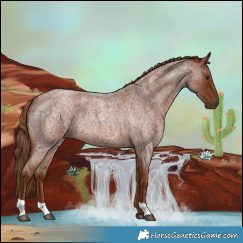 Horse Color:Red Roan 