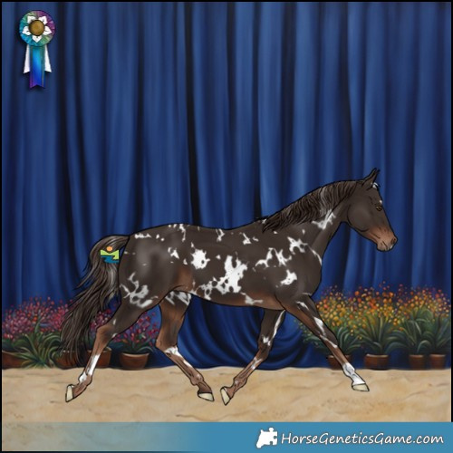 Horse Color:White Spotted Liver Chestnut 