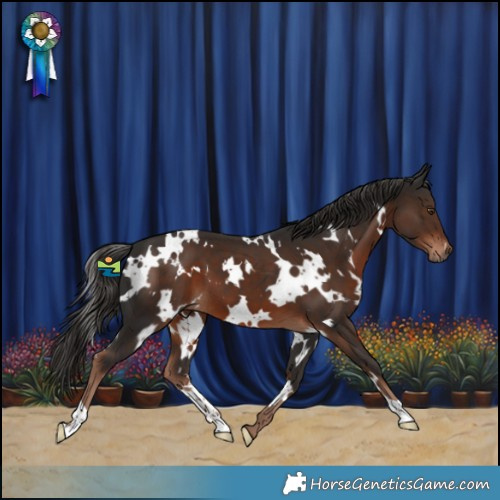 Horse Color:White Spotted Liver Chestnut 
