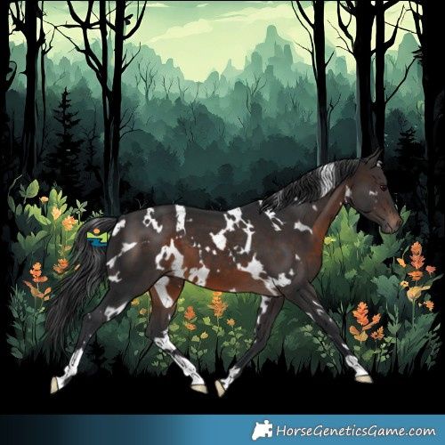 Horse Color:White Spotted Brown