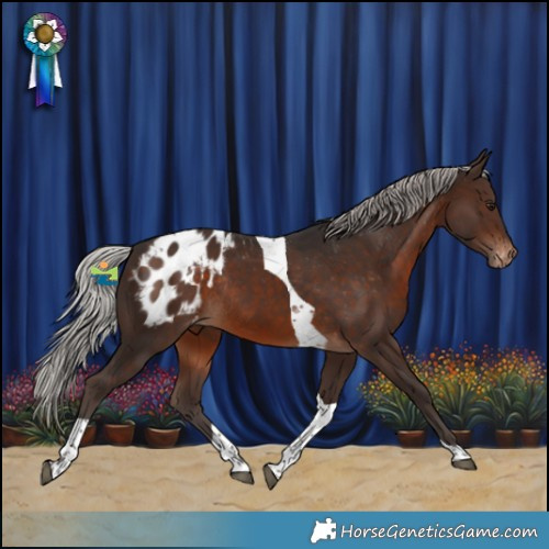 Horse Color:Silver Brown Tobiano Appaloosa Rabicano 