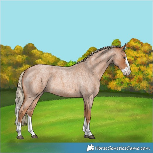 Horse Color:Red Roan Splash 