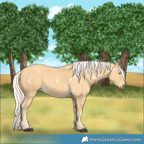Horse Color:White Spotted Palomino 