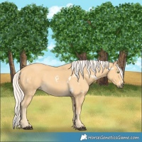 Horse Color:White Spotted Palomino 