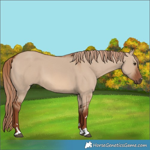 Horse Color:Red Dun