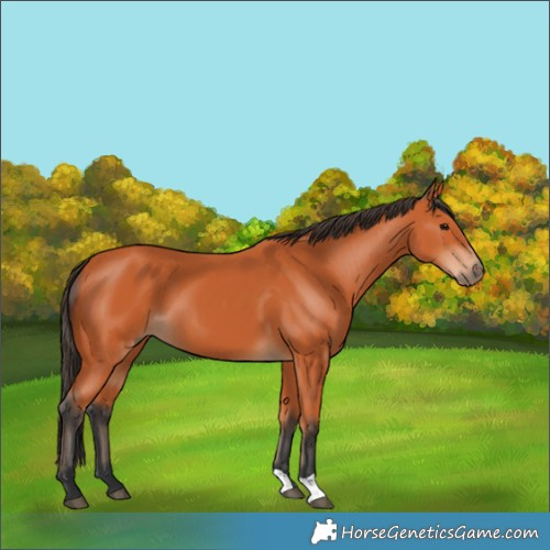 Horse Color:Bay 