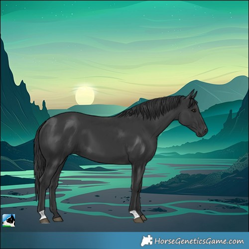 Horse Color:Black 